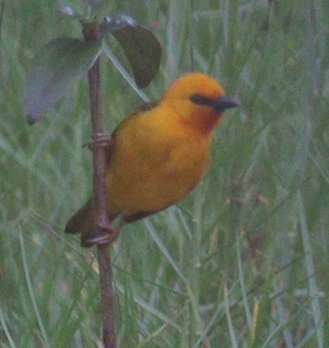 Orange Weaver (Ploceus aurantius), photo 7
