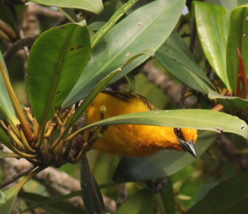 Orange Weaver (Ploceus aurantius), photo 8