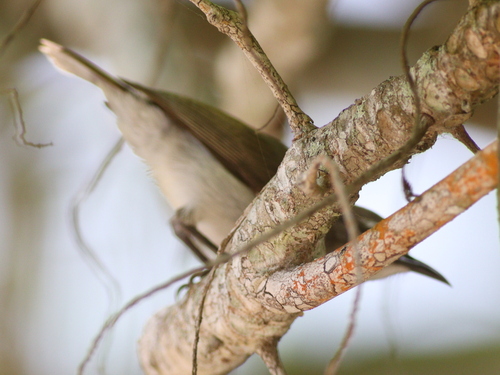 Mangrove Sunbird (Anthreptes gabonicus), photo 10