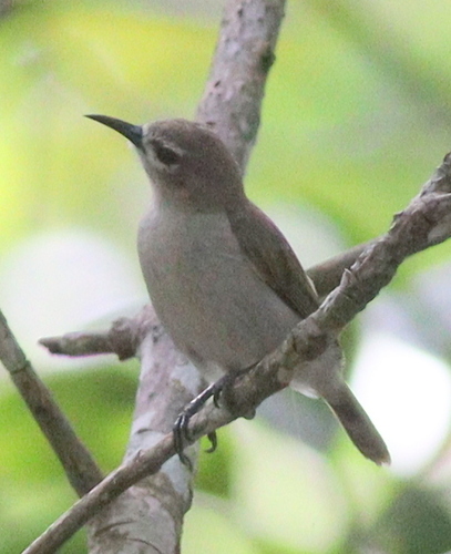 Mangrove Sunbird (Anthreptes gabonicus), photo 7
