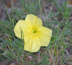 Oenothera triloba