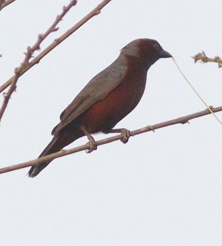 Chestnut-breasted Nigrita (Nigrita bicolor), photo 4