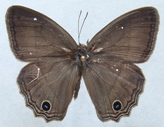 Cissia themis
