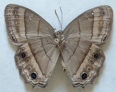 Cissia themis