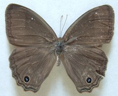 Cissia themis