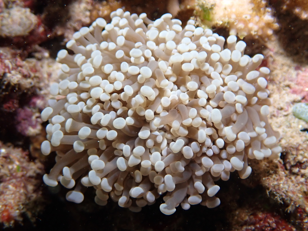 Fattentacled Torch Coral in December 2023 by Rinaldi Gotama · iNaturalist