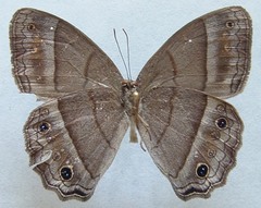 Cissia themis