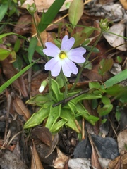 Pinguicula primuliflora