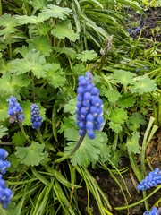 Muscari