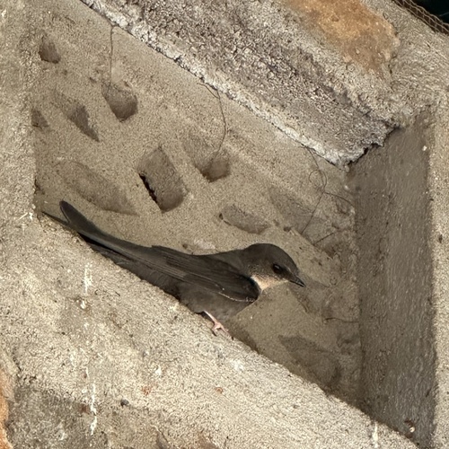 Red-throated Rock Martin (Ptyonoprogne rufigula), photo 7