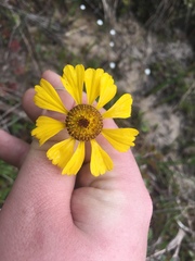 Helenium brevifolium