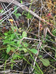 Helenium brevifolium