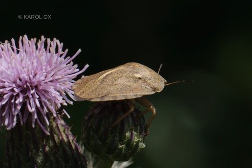 štítovka veľká (Eurygaster austriaca)