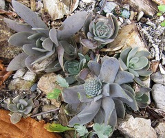 Orostachys malacophylla