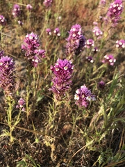 Castilleja densiflora gracilis