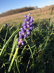 Muscari botryoides