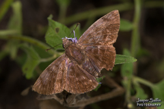 Pellicia arina