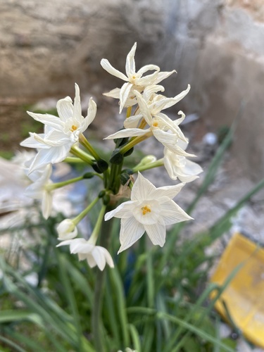 Narcissus papyraceus