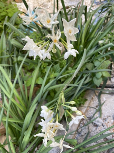 Narcissus papyraceus