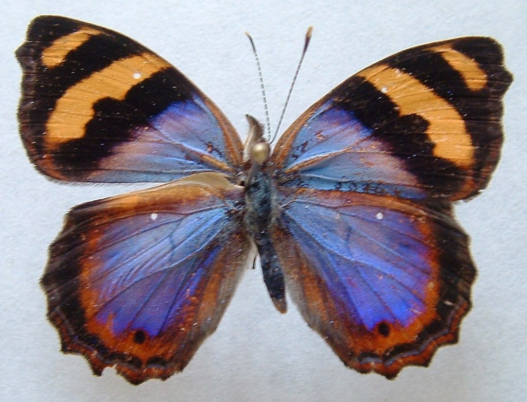 Variable Banner