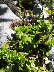 Sedum rhodocarpum