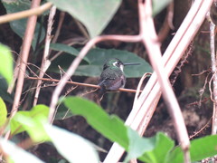 Lampornis viridipallens