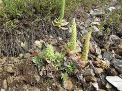 Orostachys malacophylla