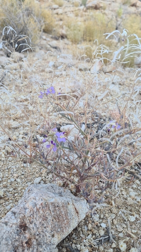 Image of Heliophila trifurca by (c) Petra Holland, some rights reserved (CC BY)