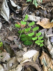 Adiantum philippense image