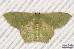 Chloropteryx nordicaria