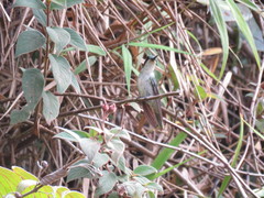 Lampornis viridipallens