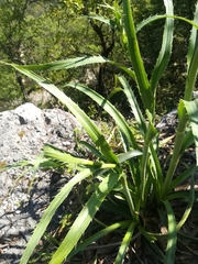 Dasylirion berlandieri