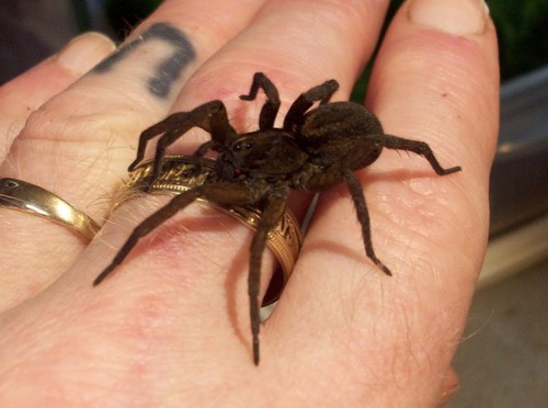 Wetland Giant Wolf Spider