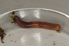 Lumbricus rubellus