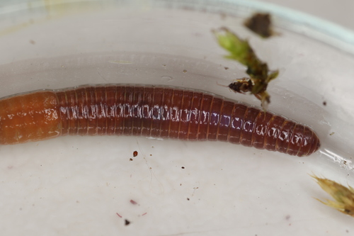 Lumbricus castaneus