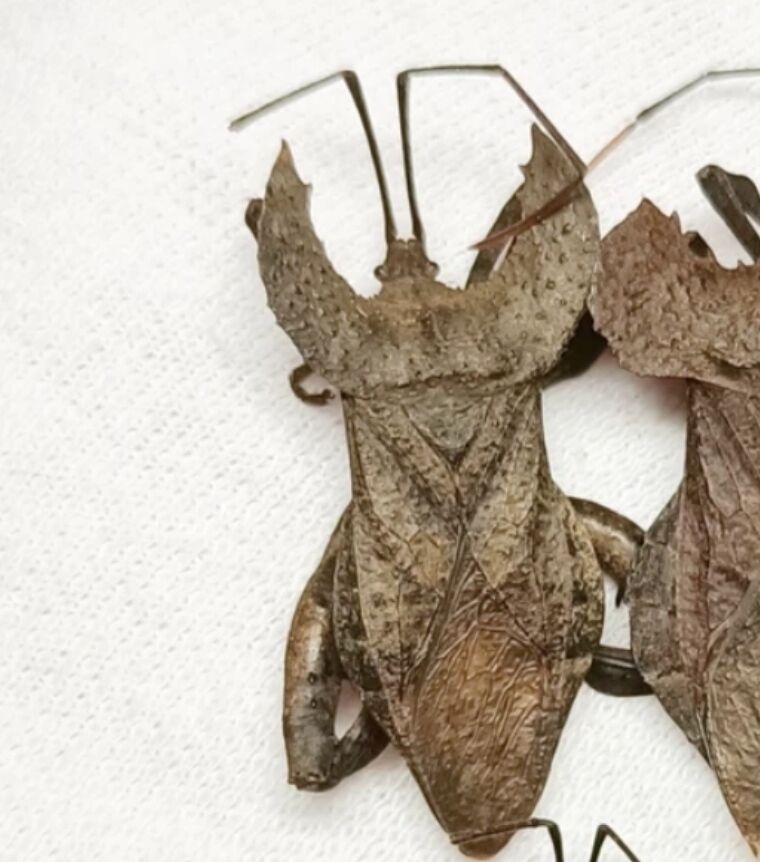 Derepteryx dissimilis