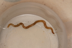 Stenotaenia linearis