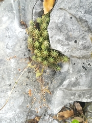 Sedum lenophylloides