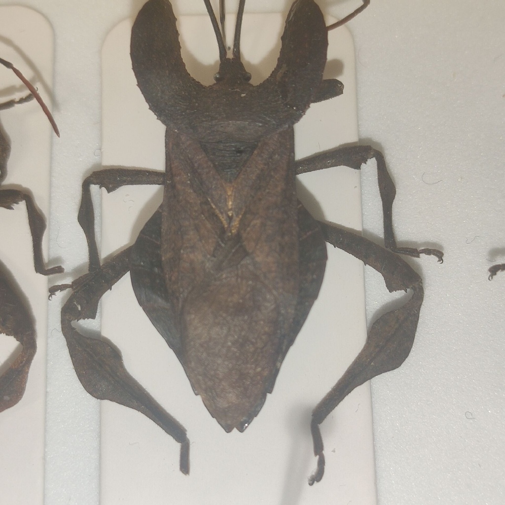 Derepteryx obscurata