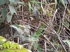 Lampornis viridipallens