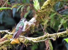 Lampornis viridipallens