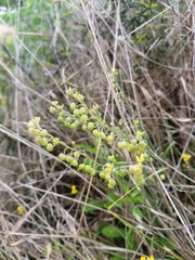 Physaria gordonii
