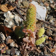 Orostachys malacophylla