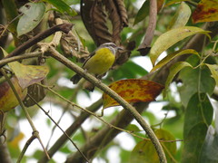 Coereba flaveola mexicana