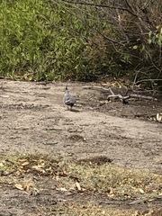 Ocyphaps lophotes