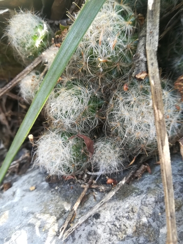 Mammillaria glassii