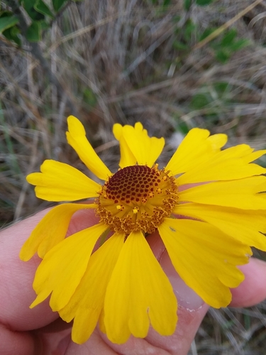 Image of Helenium brevifolium by (c) Will McFarland, some rights reserved (CC BY)