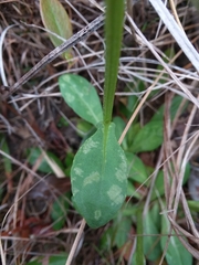 Helenium brevifolium