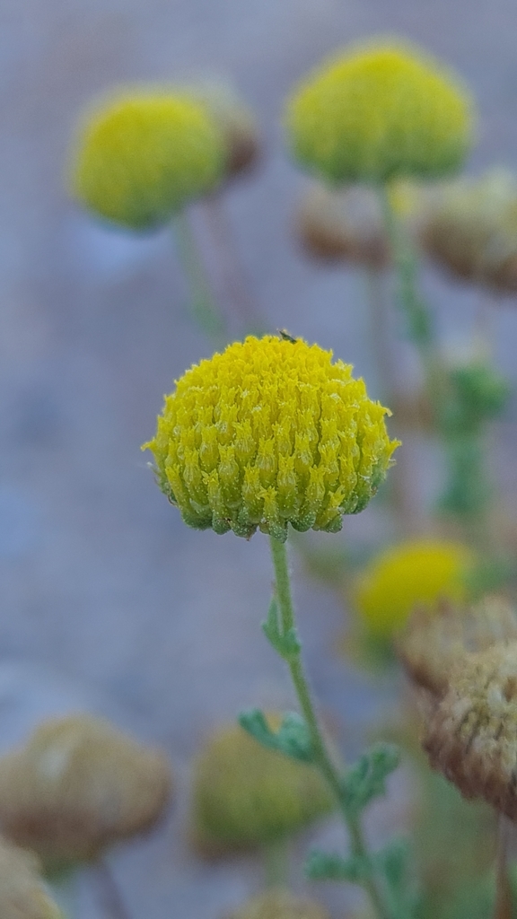 Myxopappus