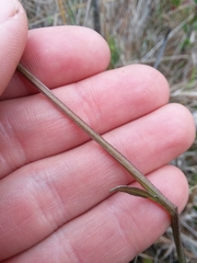 Helenium brevifolium